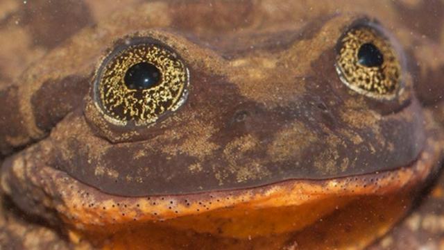 La rana Romeo encuentra a su Julieta. (Robin Moore, Global Wildlife Conservation)