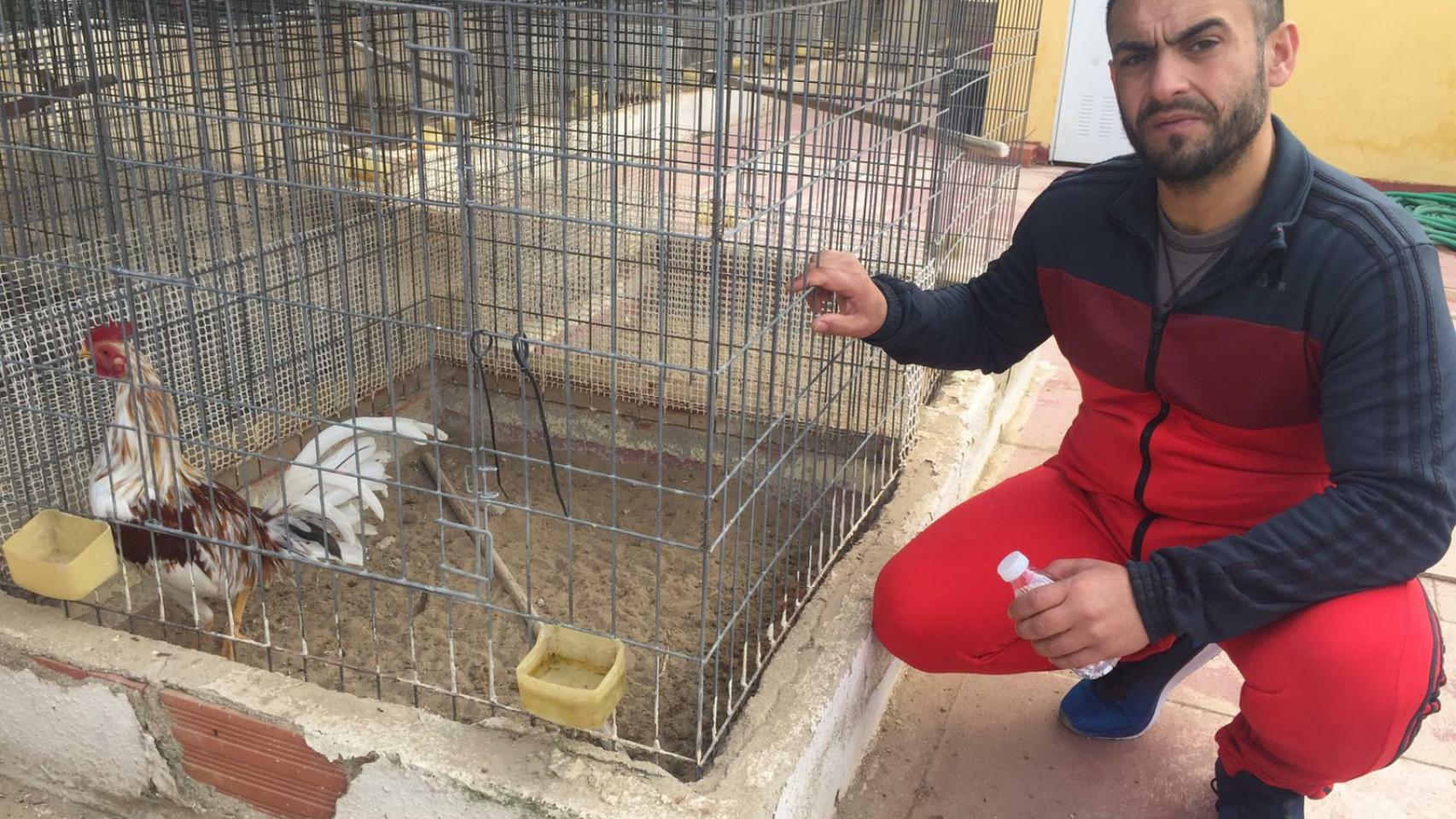 El Gordo muestra a Caramelito, uno de sus gallos