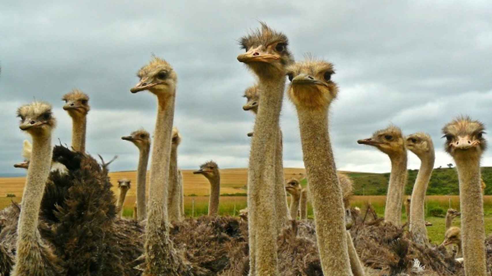Un grupo de avestruces.