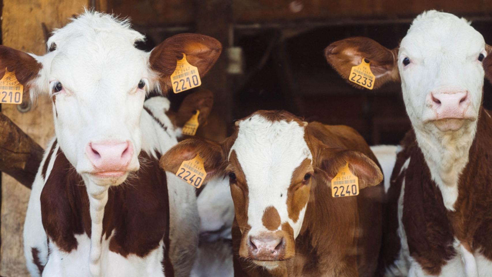 La vasca Ekolber crea bioplásticos comestibles a partir del colágeno sobrante de la ganadería