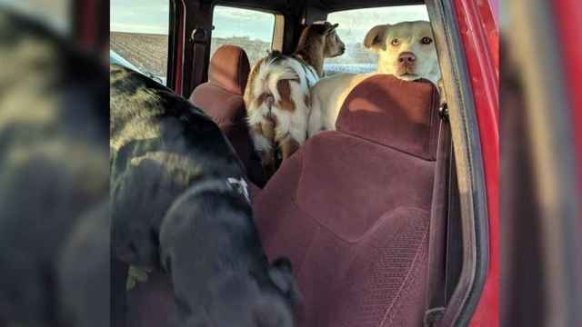 Bo y sus dos amigos subidos a la camioneta para volver a casa