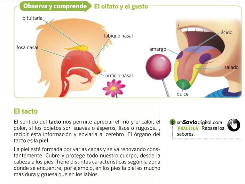 Un libro de la editorial SM en el que se identifican las zonas de la lengua con un sabor determinado.