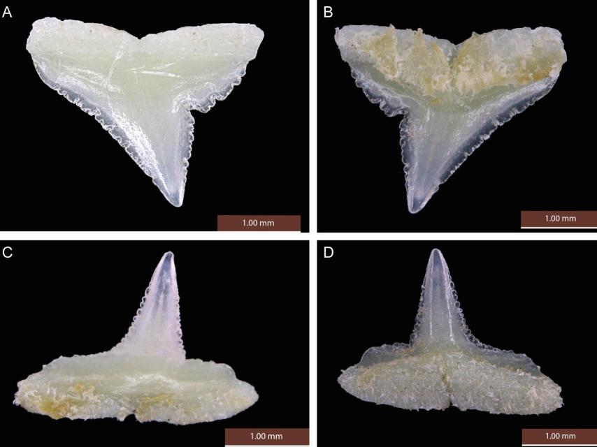 Los dientes del Carcharhinus obsolerus.