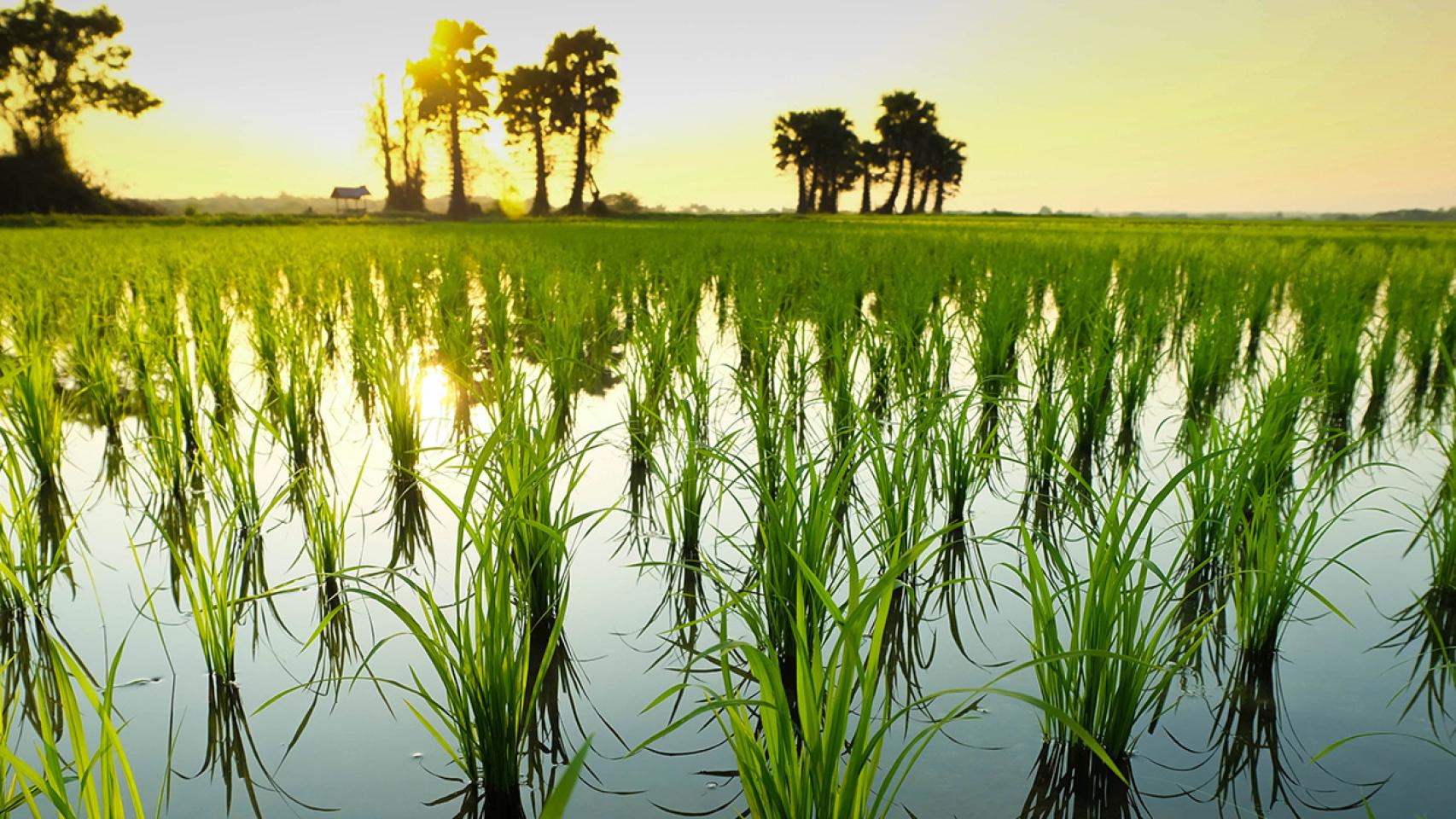 El material está compuesto  está compuesto de paja de arroz y un 15% máximo de residuos plásticos.