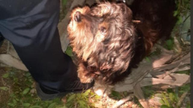 El perro, Peluche, que ayudó a encontrar a su dueño de 81 años.