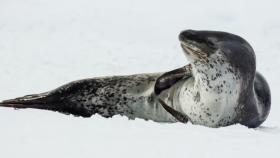 leopardo marino foca 1