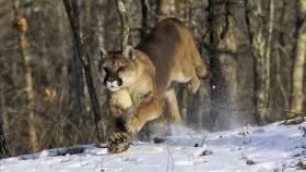 Un puma en los bosques nevados de Colorado.