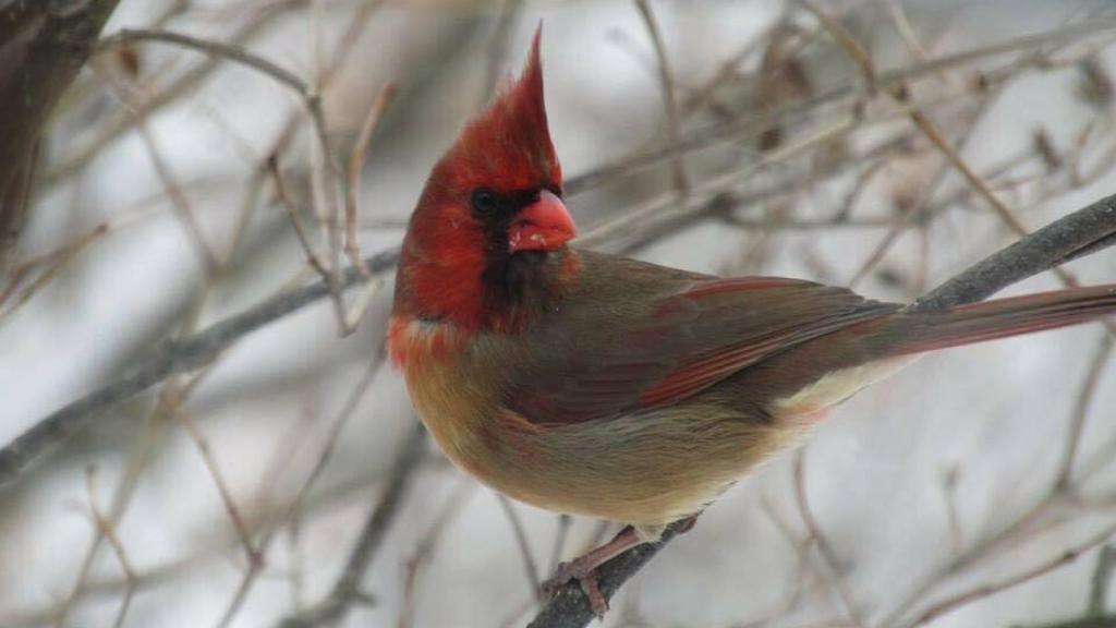 Mitad macho, mitad hembra: así es el pájaro que enamora a todo el mundo