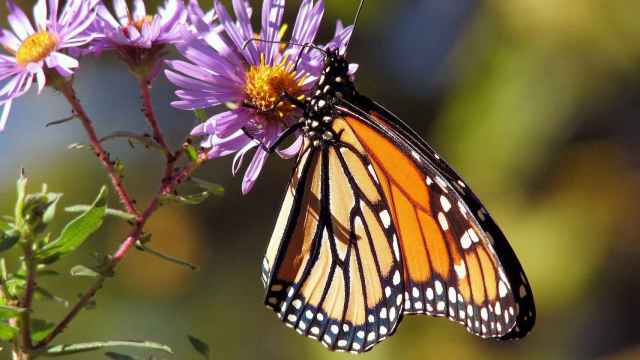 Las mariposas son uno de los insectos más afectados por esta extinción.