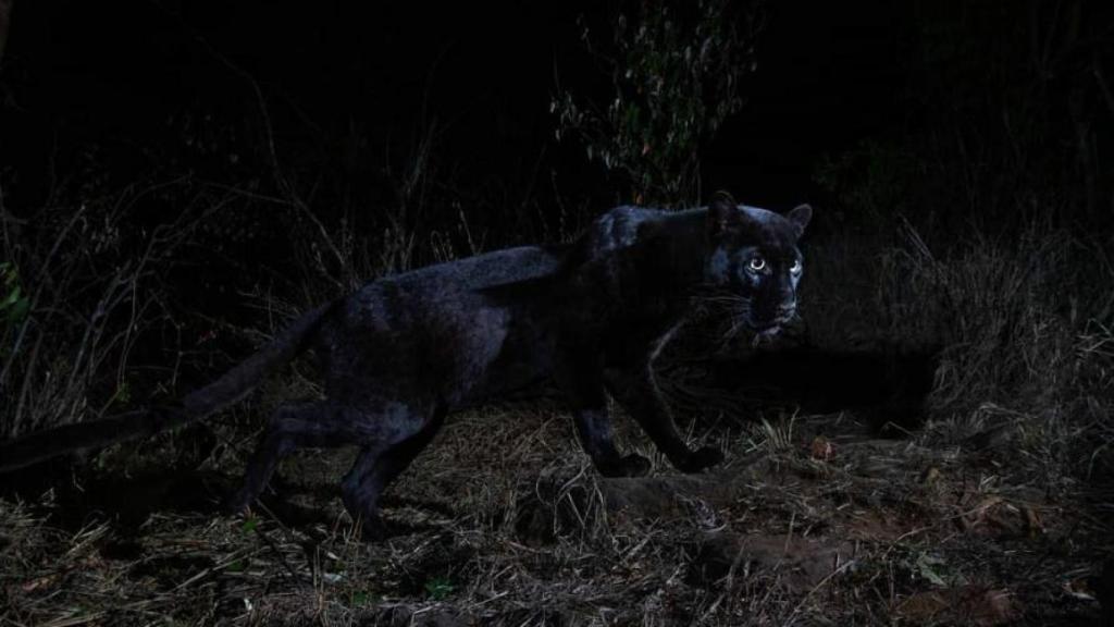 Fotografiado por primera vez en 100 años un leopardo negro