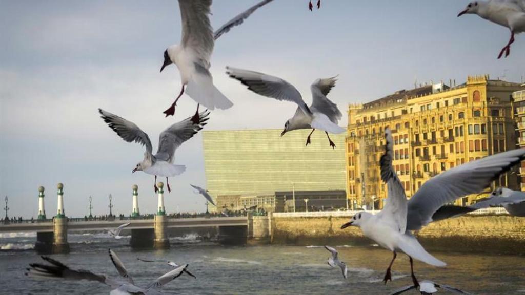 Una bandada de gaviotas se acerca a la desembocadura del río Urumea en San Sebastián.