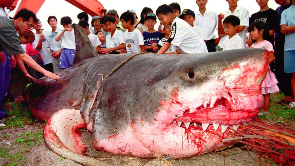 El gran tiburón blanco que mantuvo en jaque a Hikari city, en Japón, en 1999.