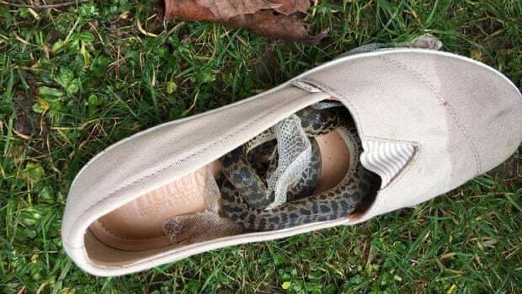 La serpiente, dentro del zapato, había mudado la piel.