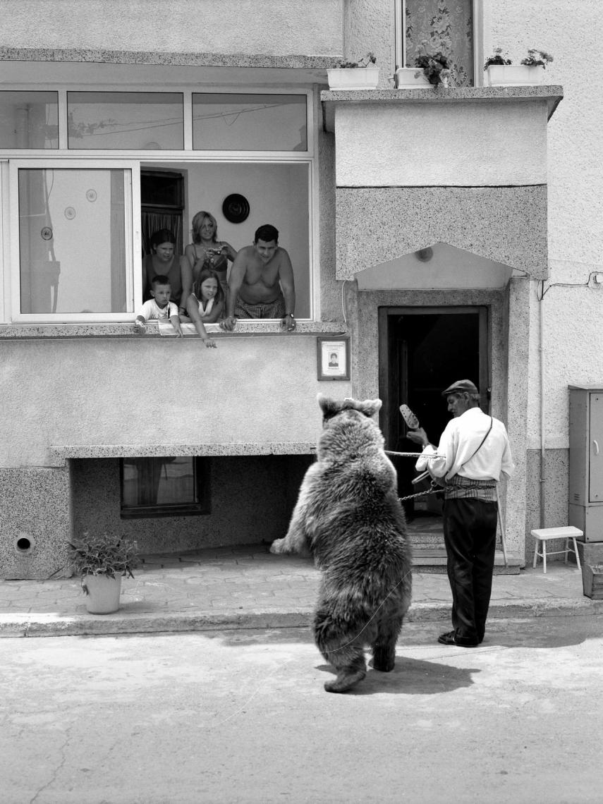 Oso adiestrado frente a público