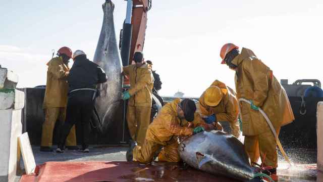 Un grupo de trabajadores de la empresa Ricardo Fuentes e Hijos ronquea a un atún rojo recién capturado. Se trata de la empresa líder de la industria del tunido del mundo.