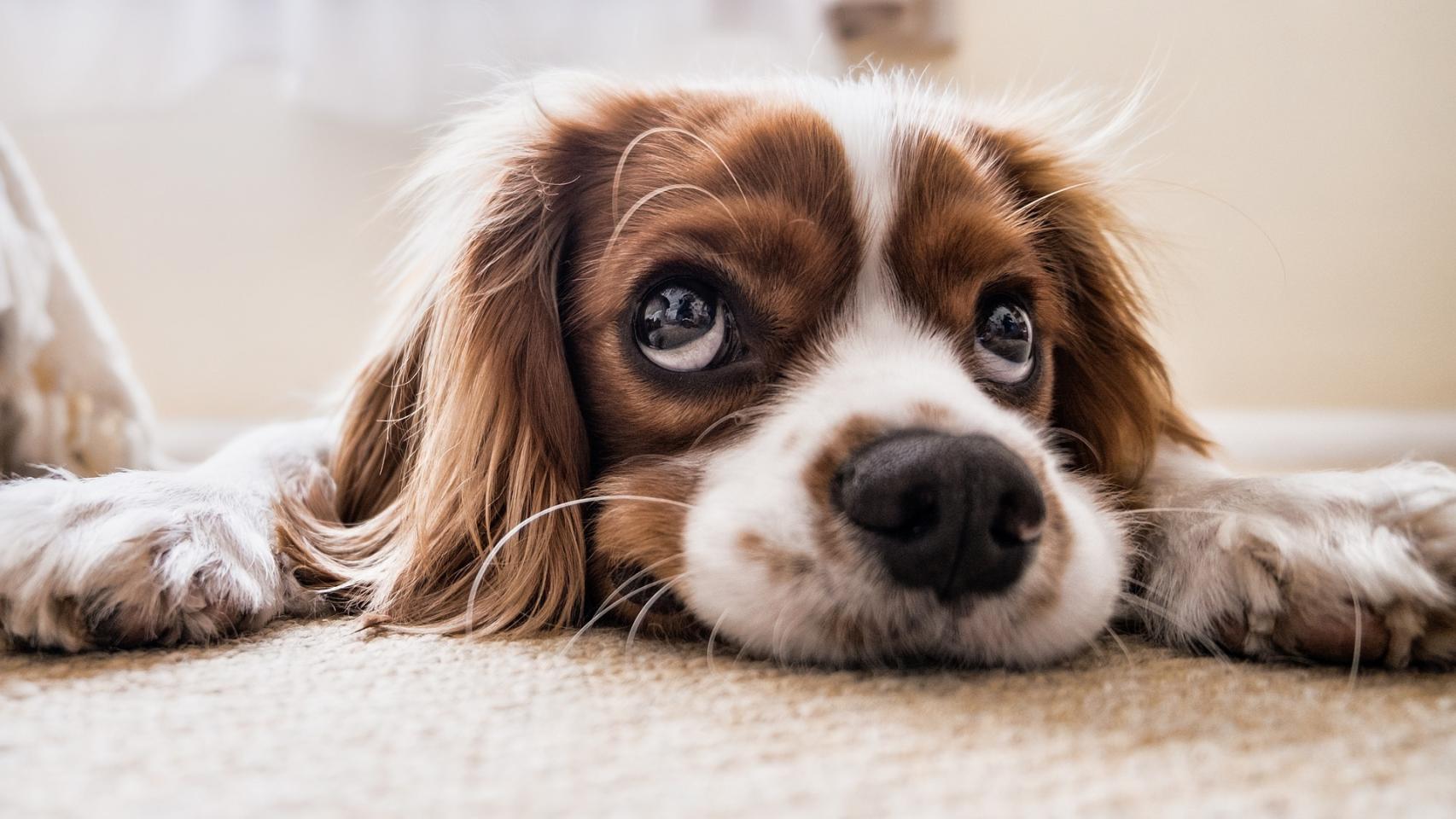 El perro es el único animal que te quiere más a ti que a el mismo