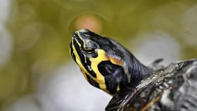 Tener una tortuga de agua también conlleva una responsabilidad