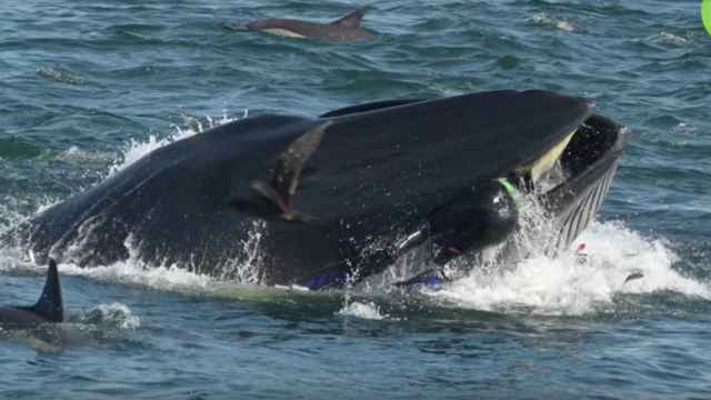 Una ballena rechaza a un buceador como tentempié.