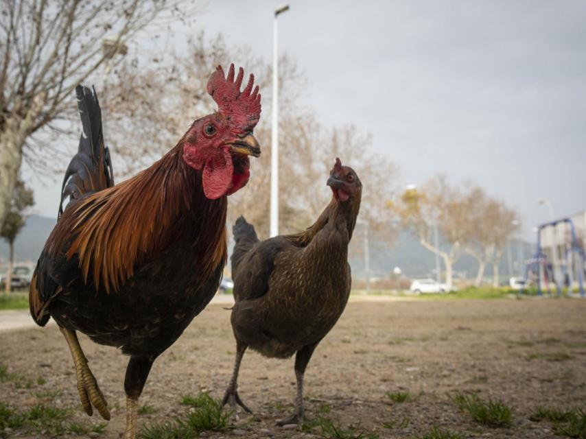 Dos gallos en mitad de una calle de Las Palmeras.