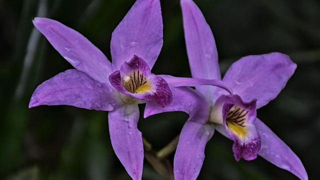 La Phalaenopsis es una de las orquídeas más sencillas de cultivar en casa