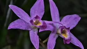 La Phalaenopsis es una de las orquídeas más sencillas de cultivar en casa