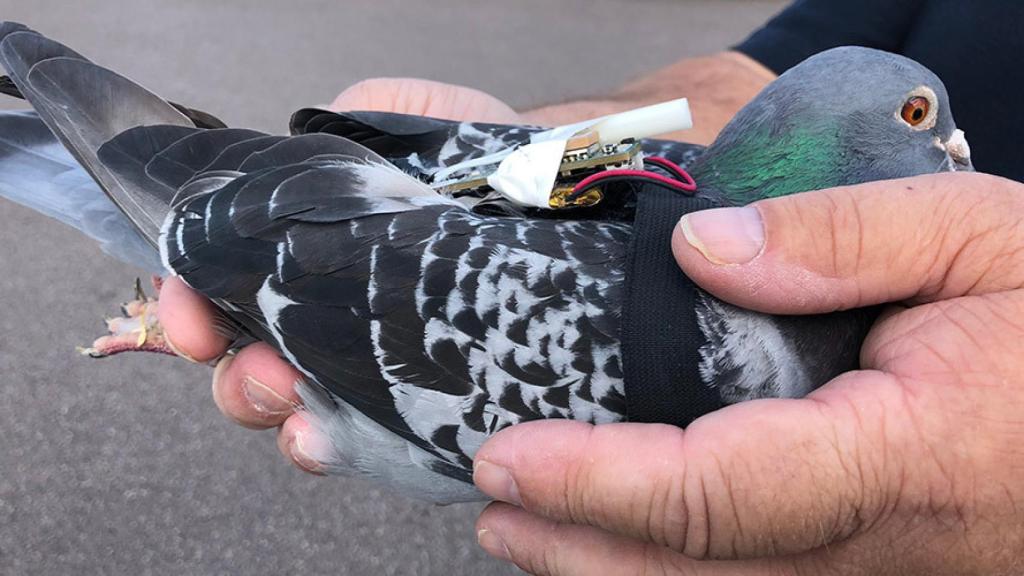 Palomas-cambio-climático-1