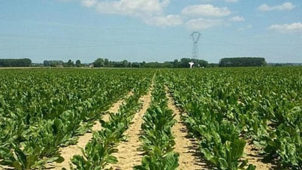 Campo de achicoria. Foto: laachicoria.es