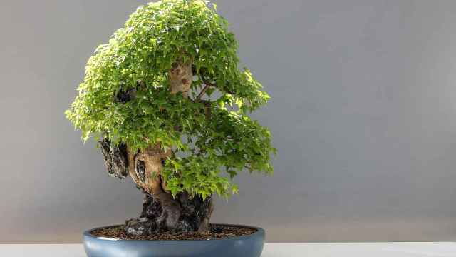 Cultivar árboles bonsái tiene más de mil años de antigüedad