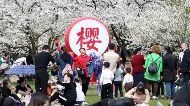 Japoneses dan la bienvenida a la primavera con los cerezos en flor.