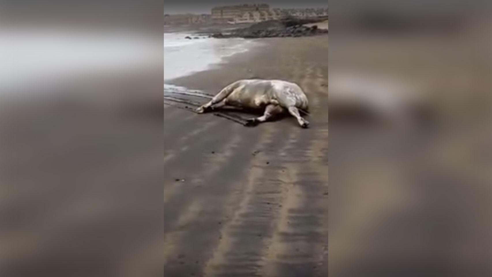 Toro muerto en El Médano.