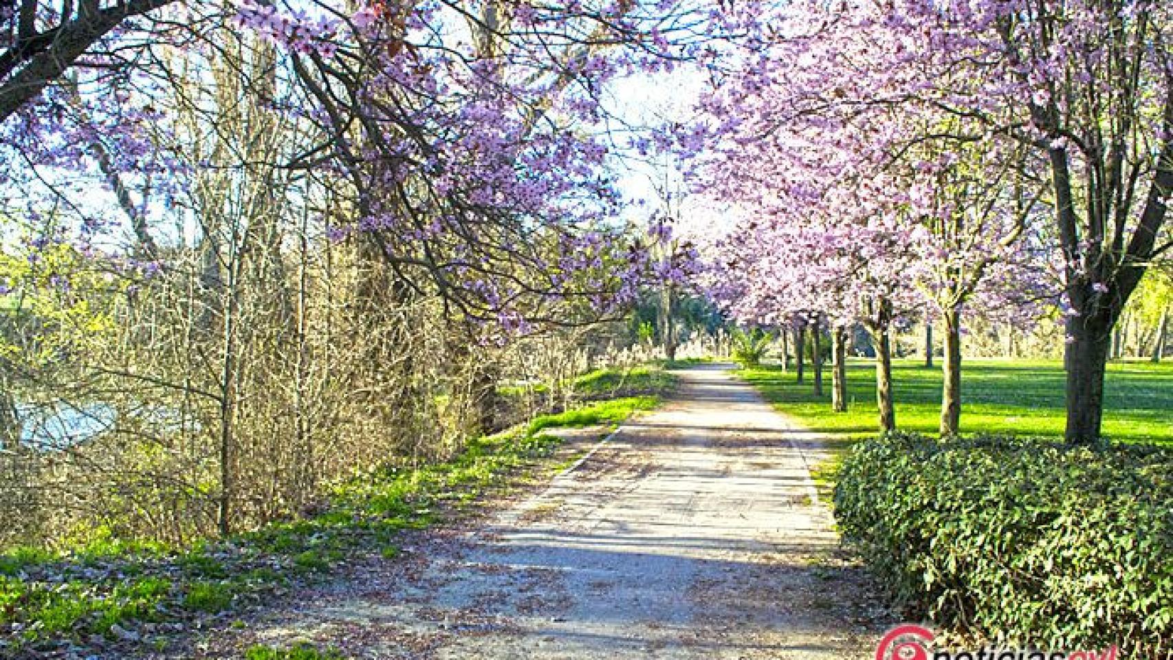 Valladolid-Primavera-Flores-Color-Reportaje-23