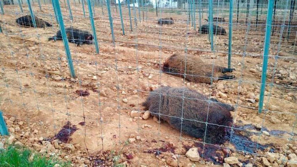 Jabalíes de la finca Valles de Silvadillo, decapitados. Foto: Jara y Sedal