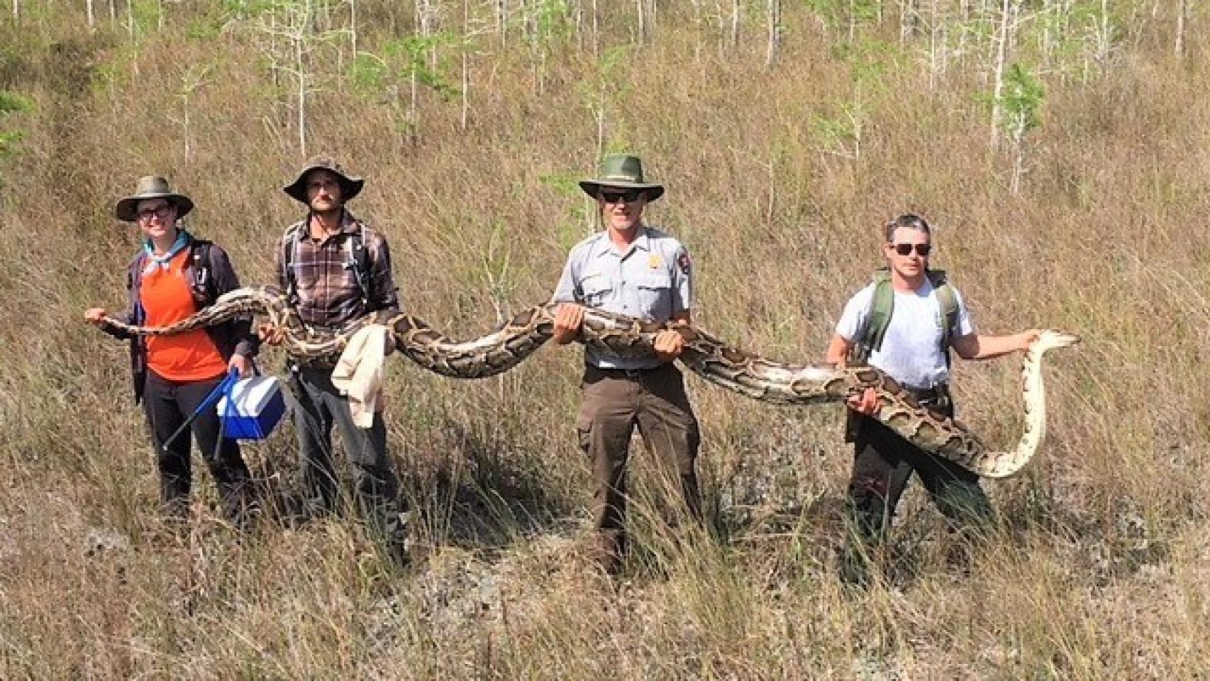 La pitón y sus capturadores en la foto divulgada por la Big Cypress National Preserve