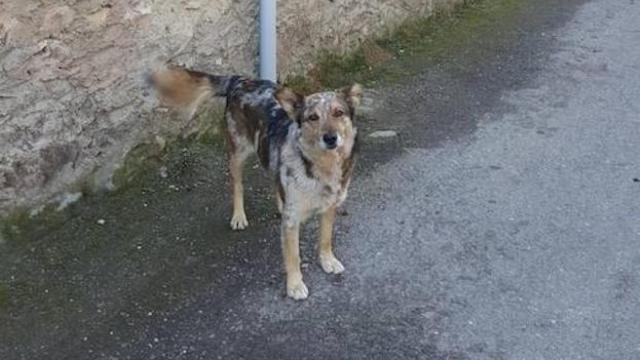 Pol, el perro carea del alcalde de Matillana del Torío, que apareció muerto en la piscina municipal