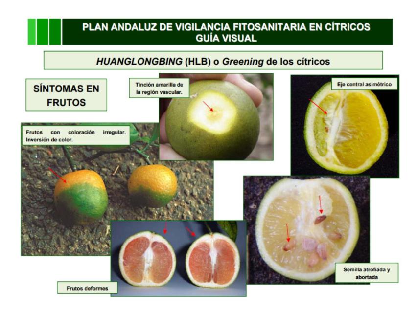 Cómo reconocer la HLB.