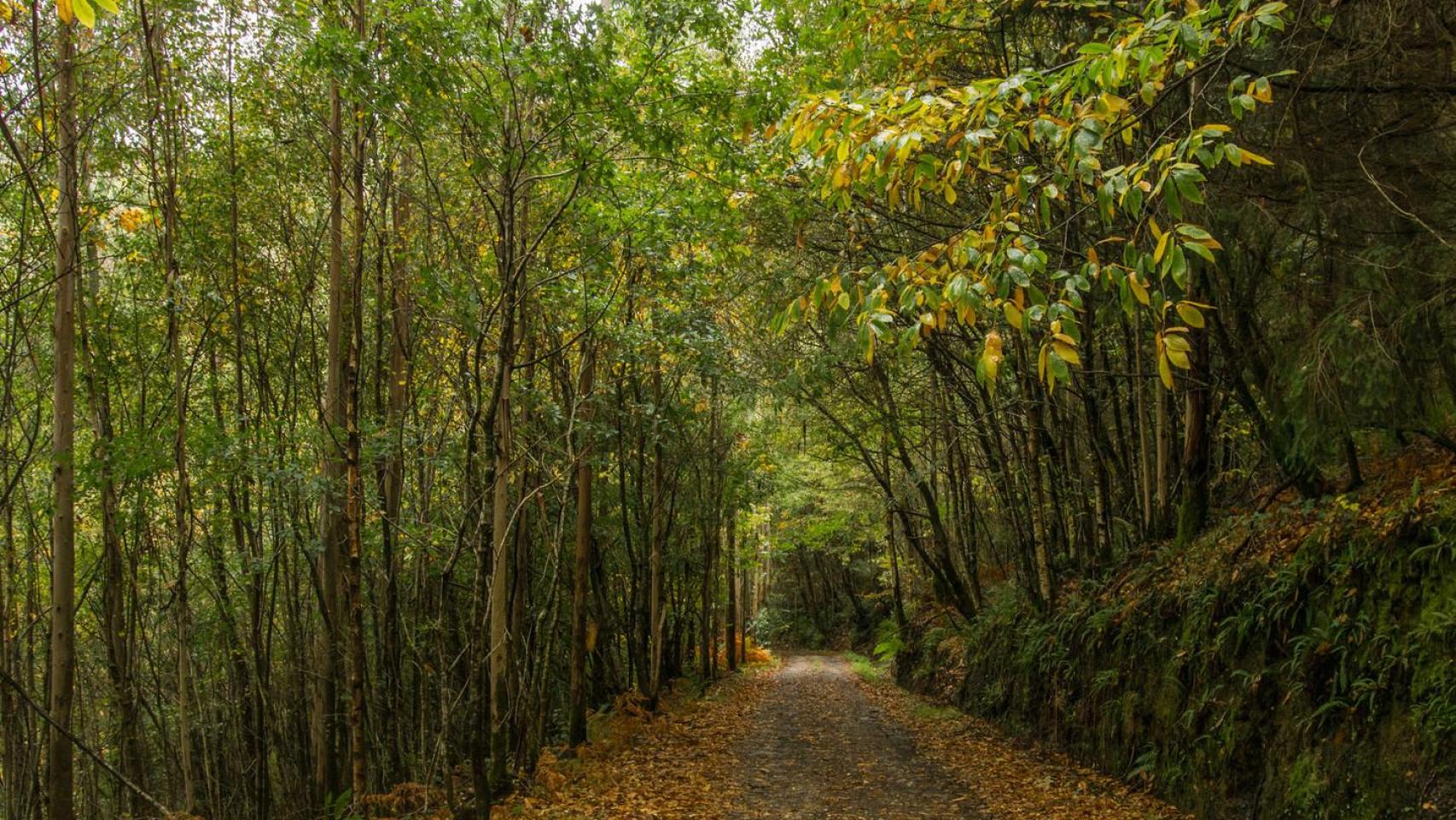 Las Fragas do Eume, en As Pontes.