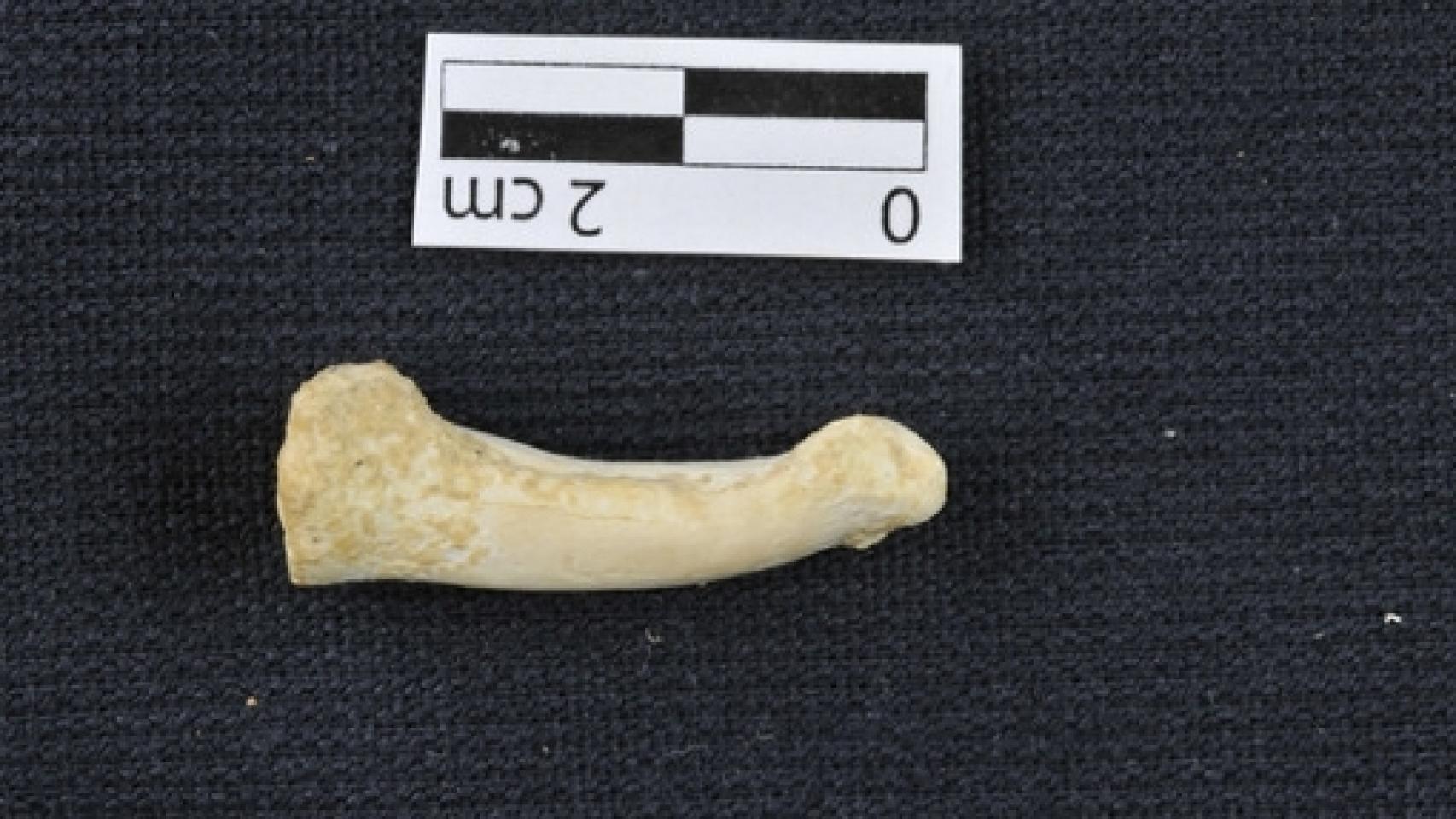 Image: Una nueva especie humana coetánea al Homo sapiens vivía en Filipinas