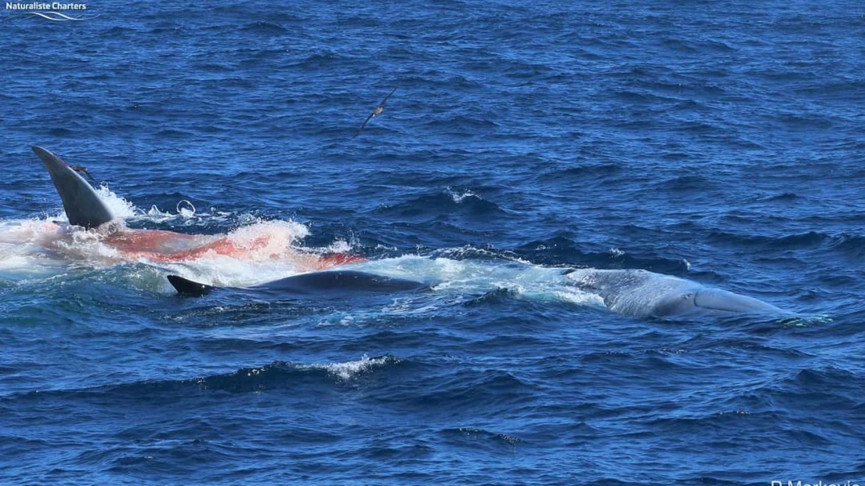 La sangre de la ballena en una de las fotos de la serie.