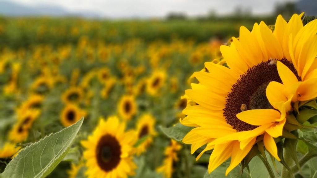 Bruselas permitirá a los agricultores españoles plantar girasoles en los terrenos en barbecho