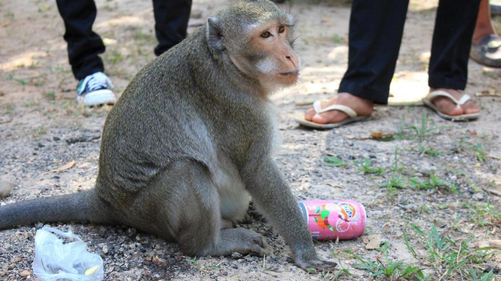 Chubby monkeys! 	Christine Zenino / Wikimedia Commons.