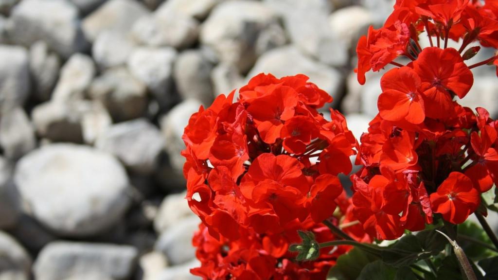 El geranio: una flor con muchos beneficios