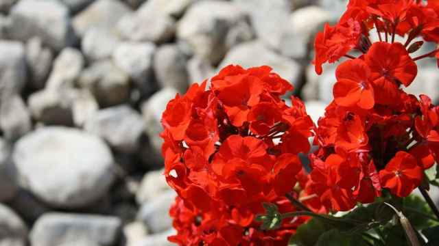 El geranio: una flor con muchos beneficios