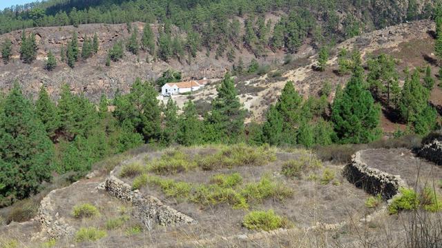 Zona boscosa de Ifonche en Adeje, Tenerife. Foto: WildCanarias