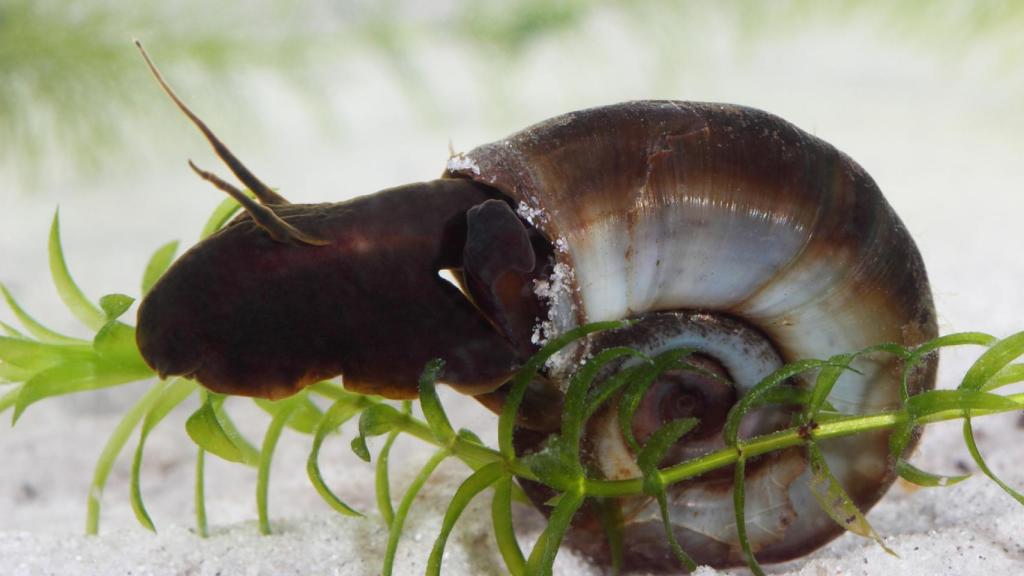 Caracol de agua dulce.