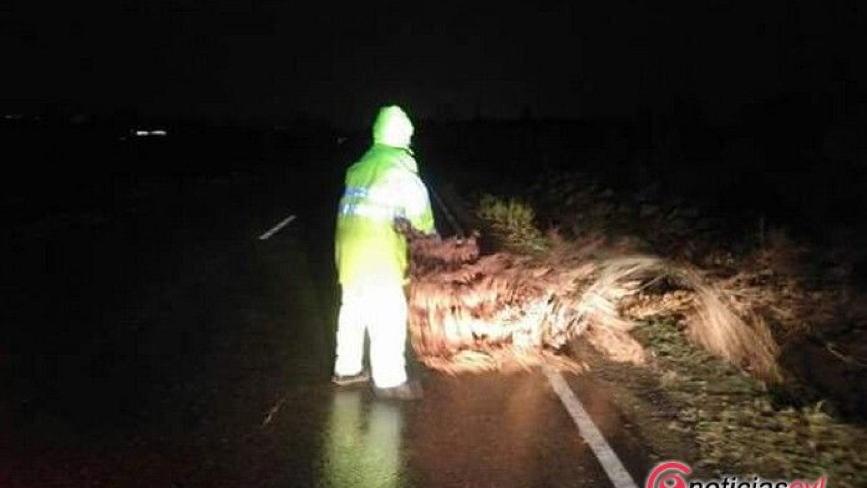 zamora diputacion arbol caido1