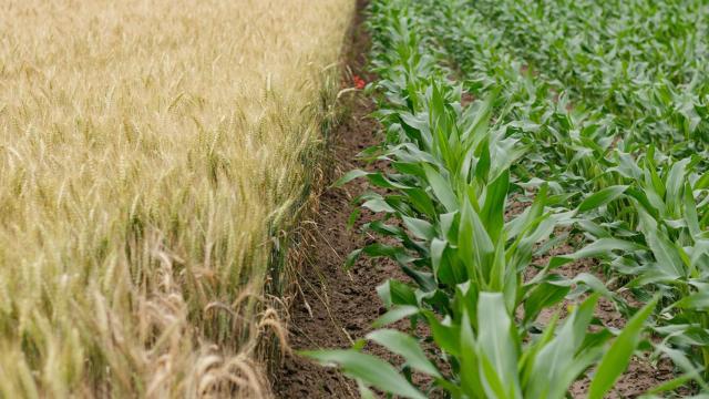 Los ministros de Agricultura de la UE pueden abordarlo este mes de mayo.