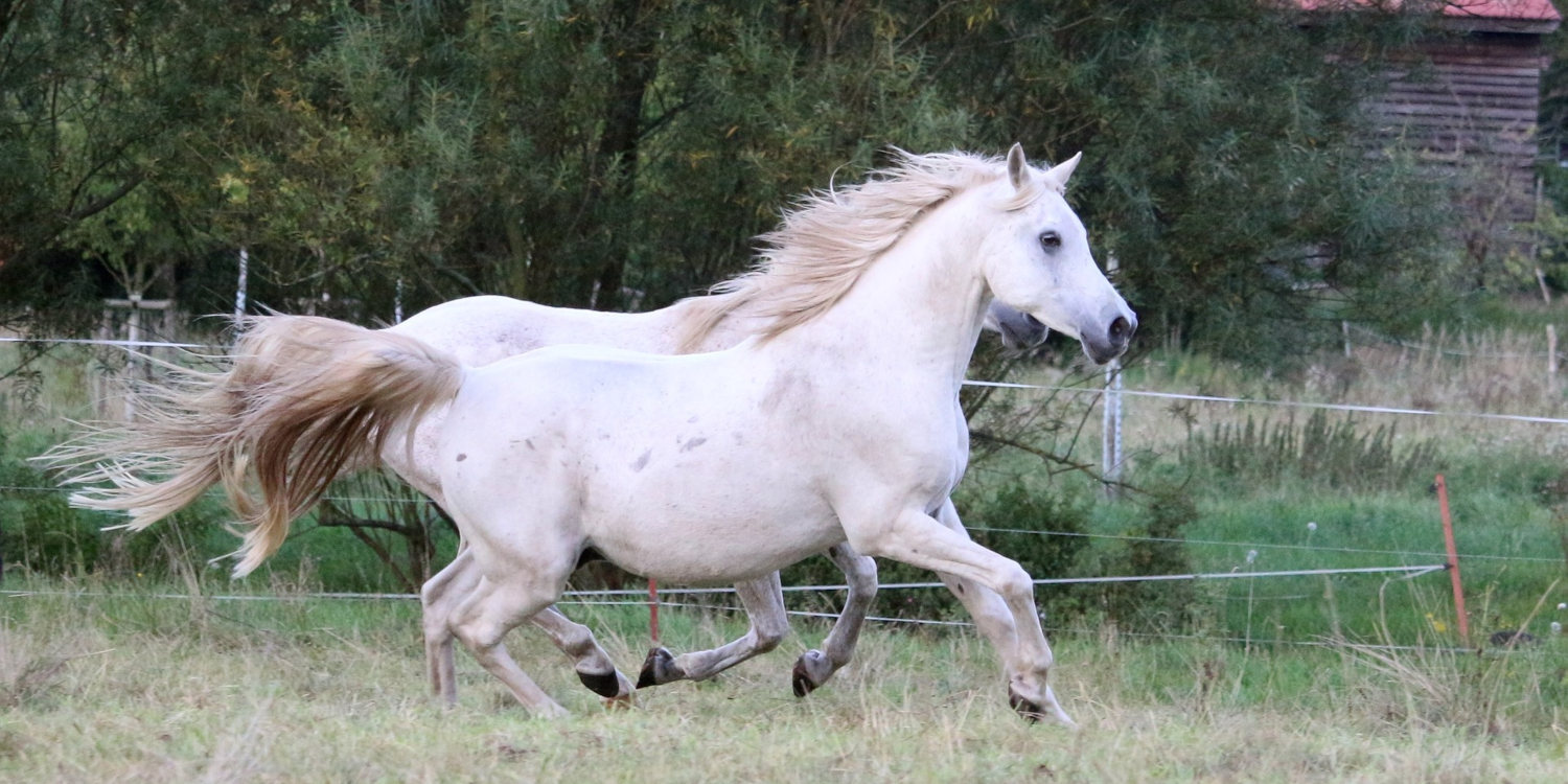 Por qué los caballos tienen seis patas según Google