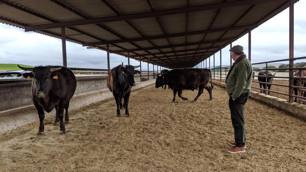 Patxi Garmendia con sus Wagyus en Finca Santa Rosalía