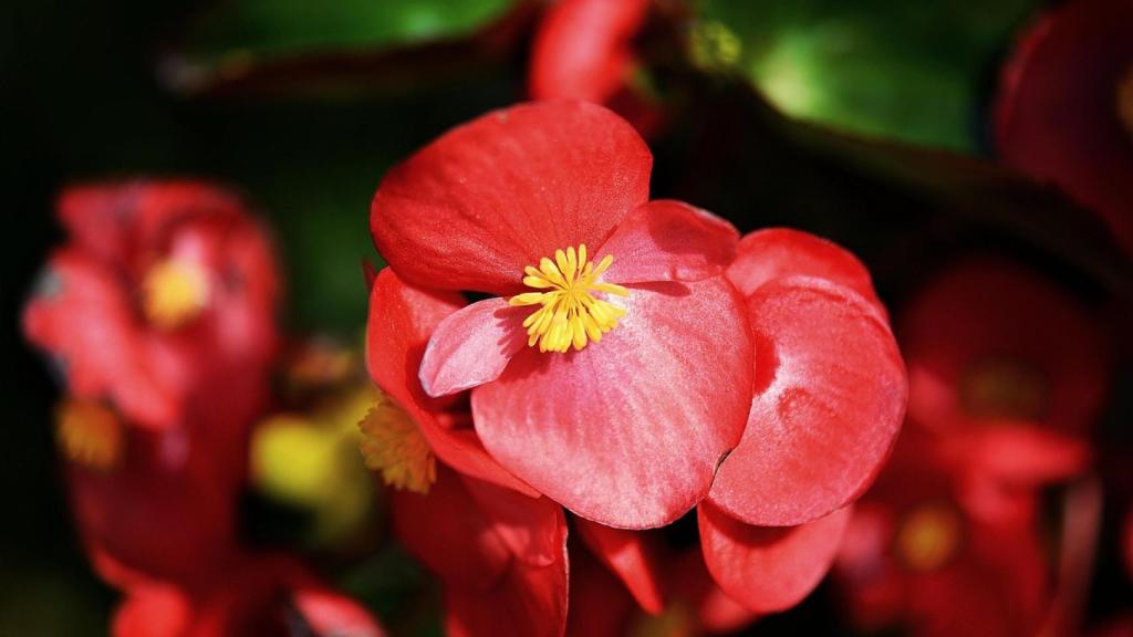 Guía práctica del cuidado de una begonia