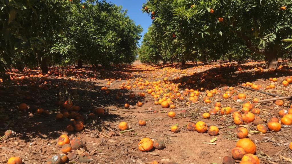 En la imagen, un campo lleno de naranjas desperdiciadas